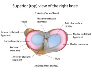 Torn Meniscus Recovery Time