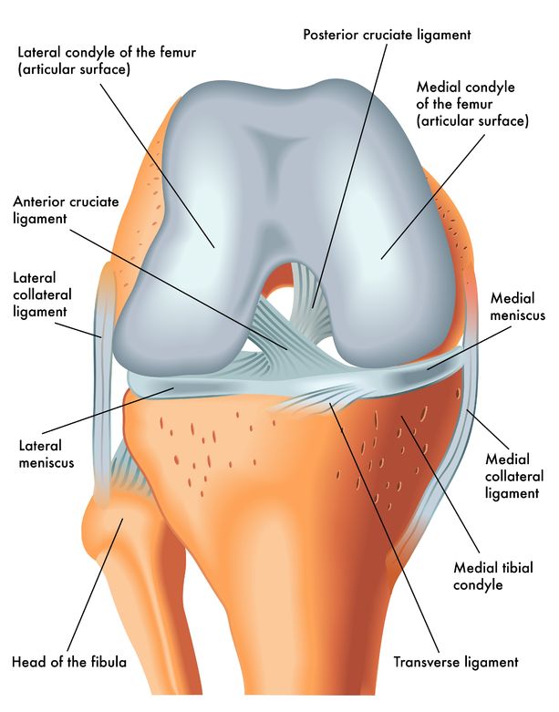 ACL Tear - Definition, Anatomy and Causes (Video) - Jeffrey H