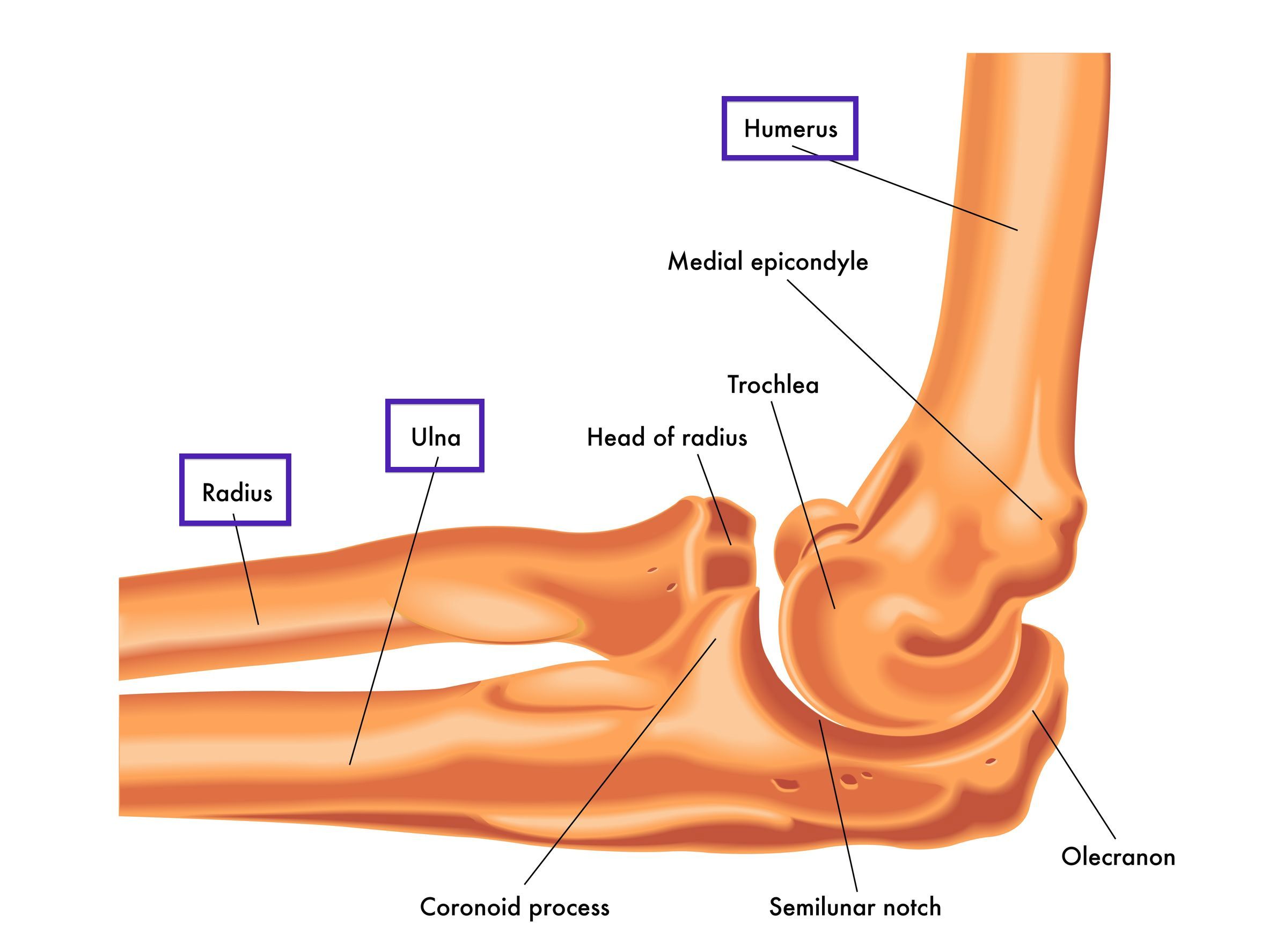 elbow anatomy