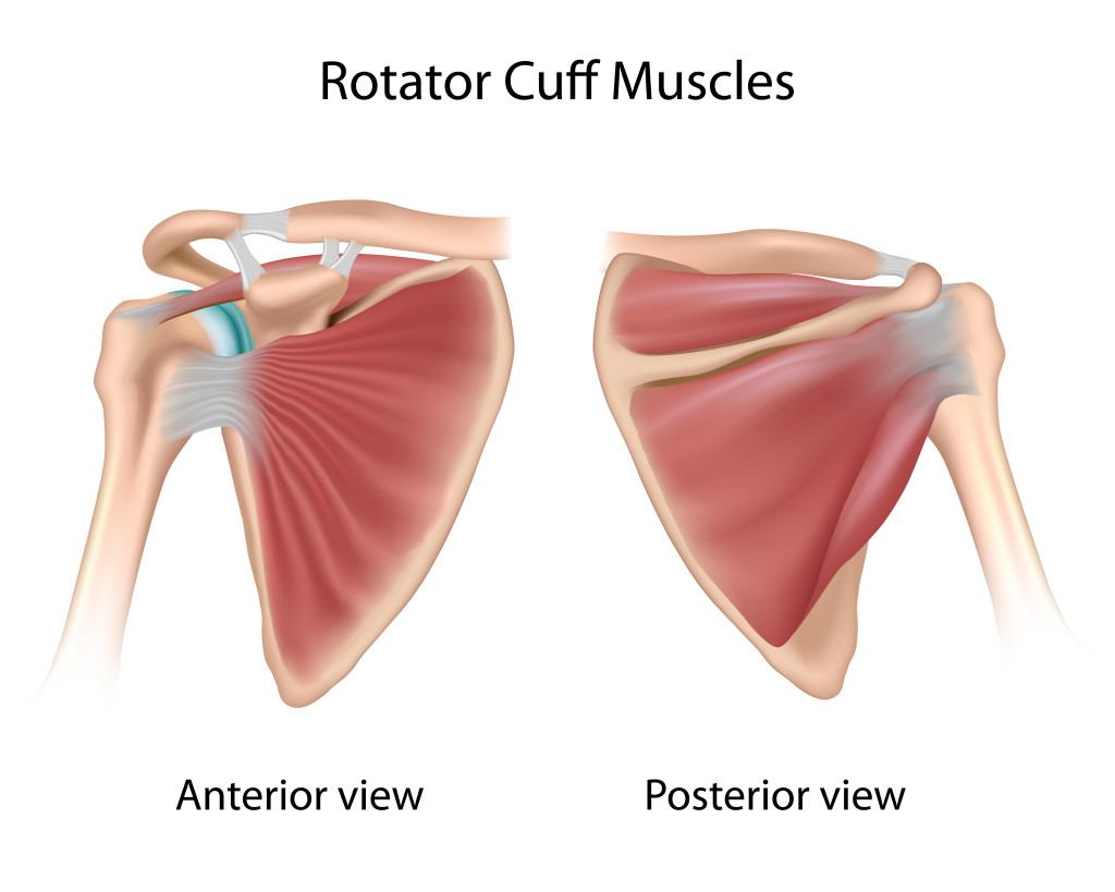 Rotator Cuff Tears Anatomy and Causes (Video) Jeffrey H. Berg, M.D.