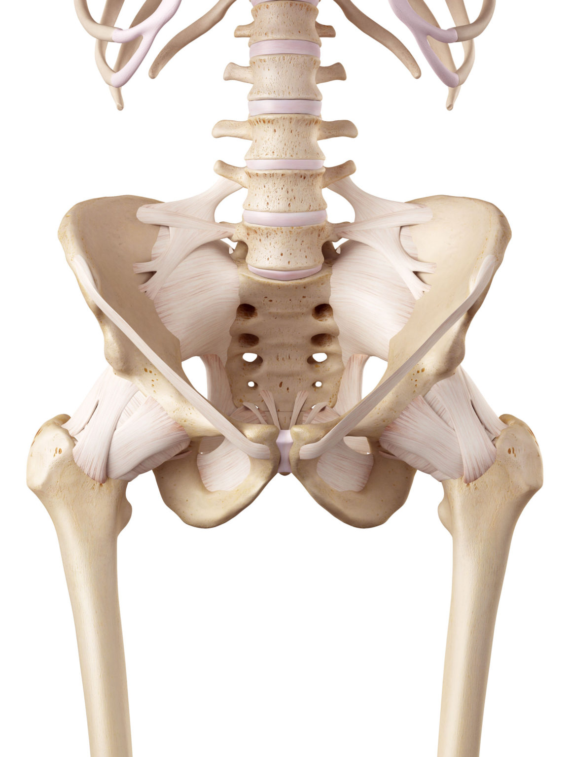 different hip shapes